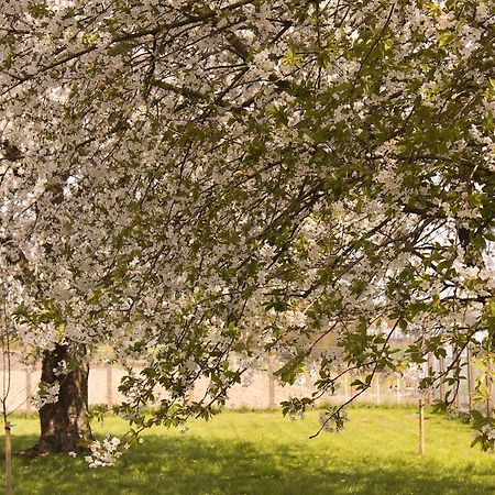 B&B Den Boomgaard Moorsel Exteriör bild
