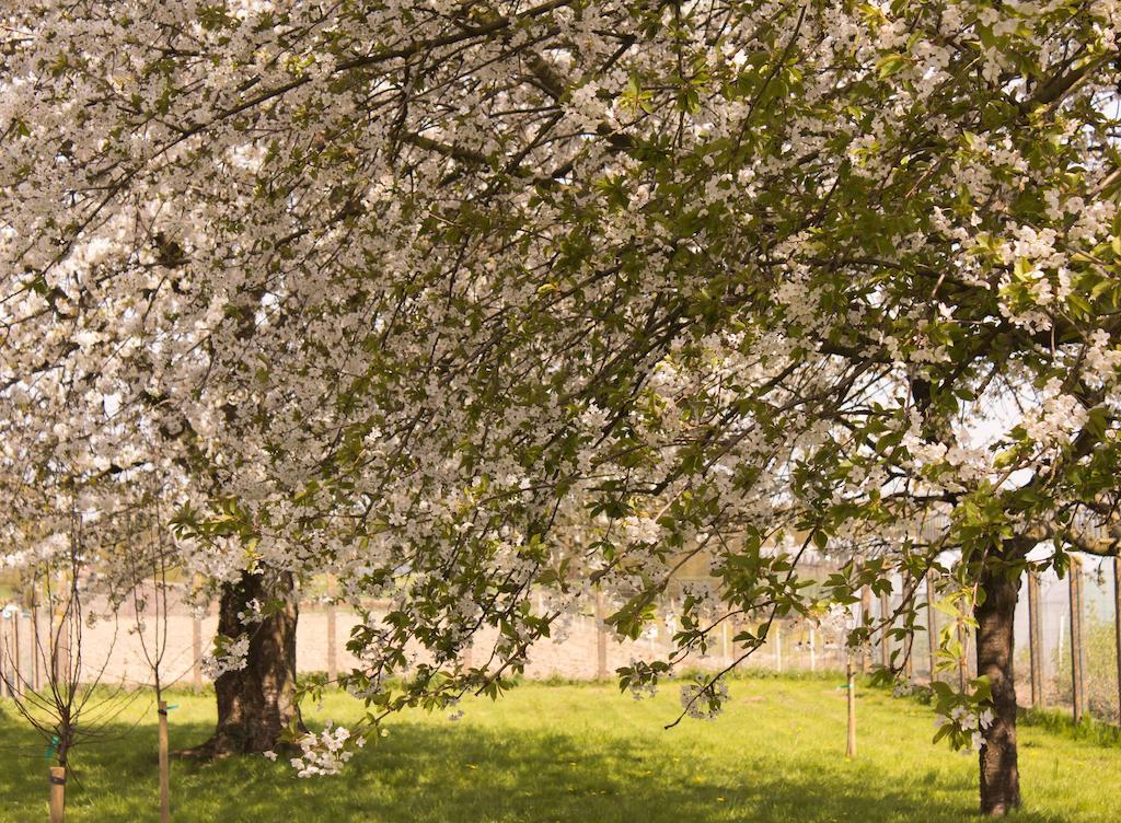 B&B Den Boomgaard Moorsel Exteriör bild