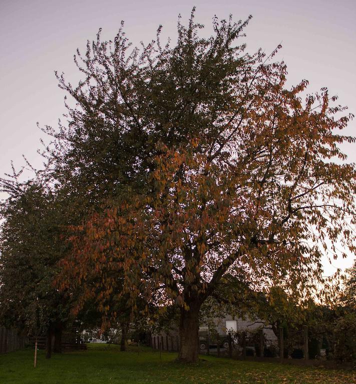 B&B Den Boomgaard Moorsel Exteriör bild